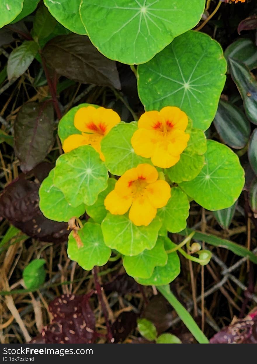 Wild nastarium growing in a Bermuda yard. Wild nastarium growing in a Bermuda yard.