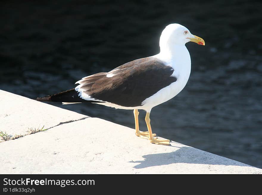 Seagull in Stockholm, Sweden.