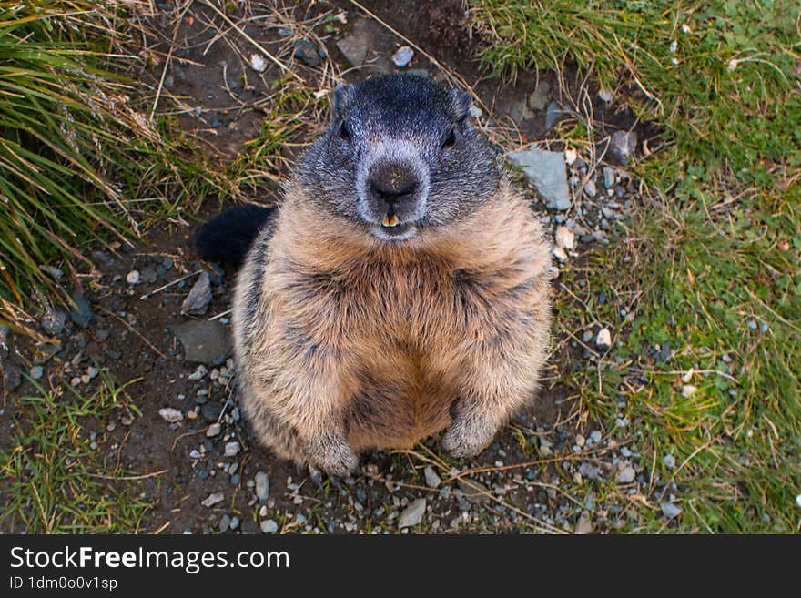 Cute wild Groundhog, standing on his hind legs with his mouth open. Groundhog with fluffy fur sitting on a meadow. Photographed on