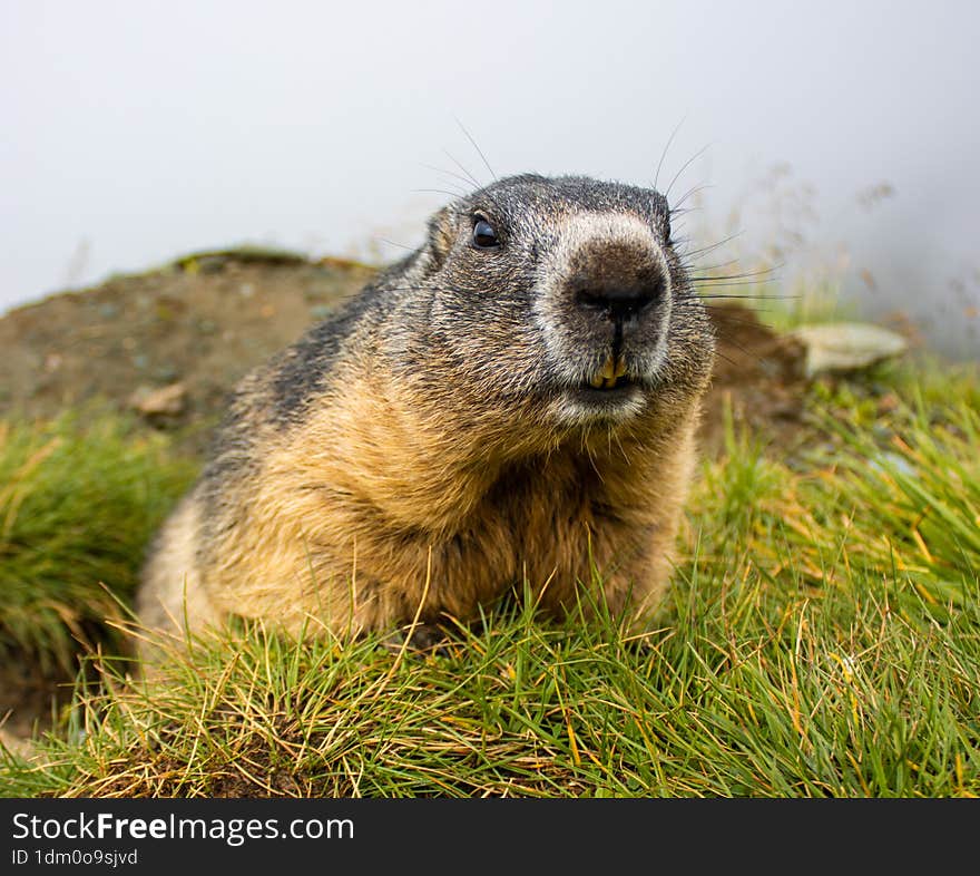 Cute wild Groundhog looking at the camera with his teeth bared. Groundhog standing on his hind legs. Groundhog with fluffy fur sitting on a meadow. View of the landscape. Groundhog Day.