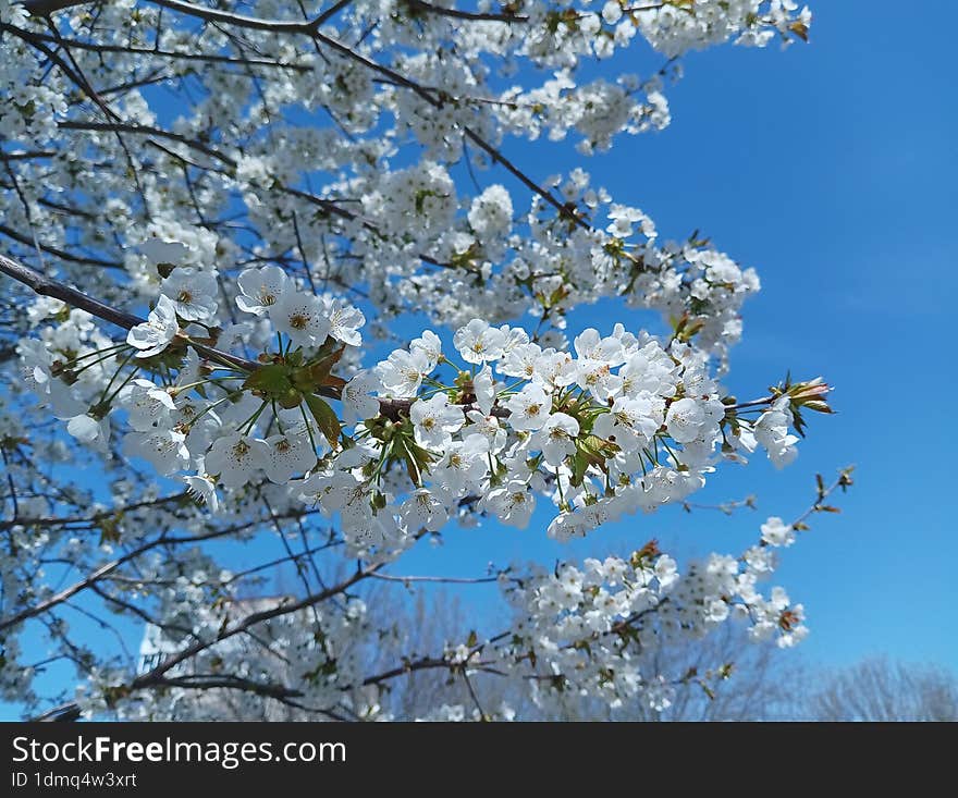 white flowers on tree branches, blue spring sky