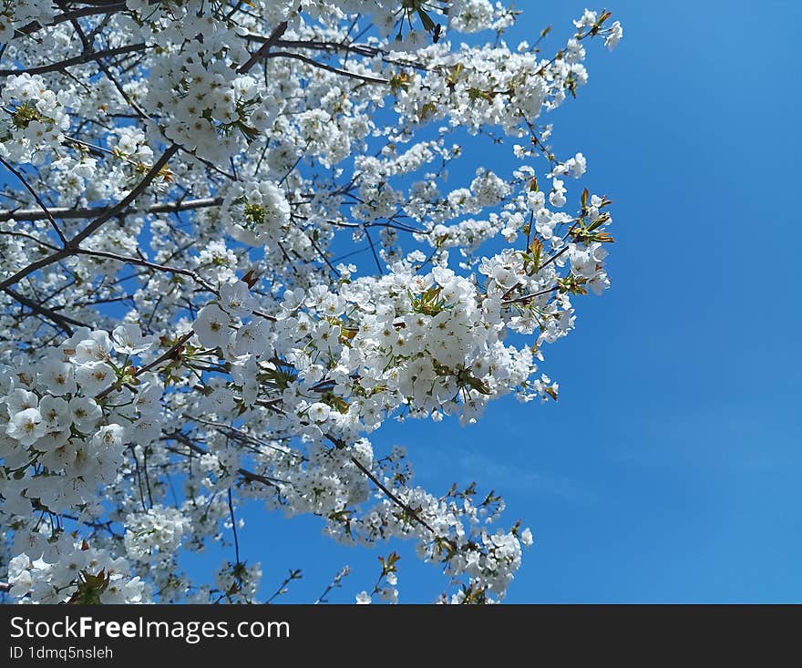 the branch is covered with white flowers