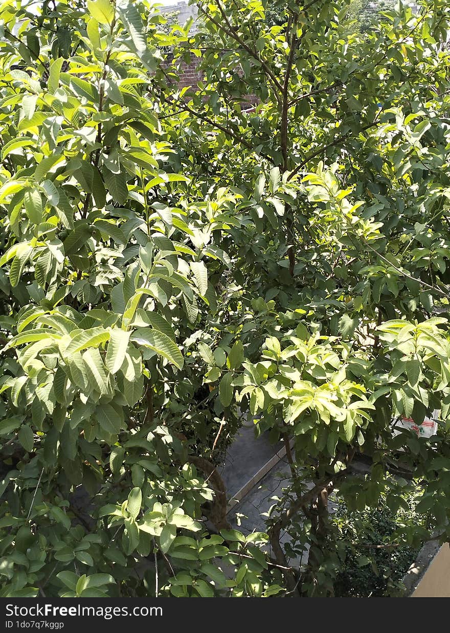 Guava Tree Ready To Give Fruit