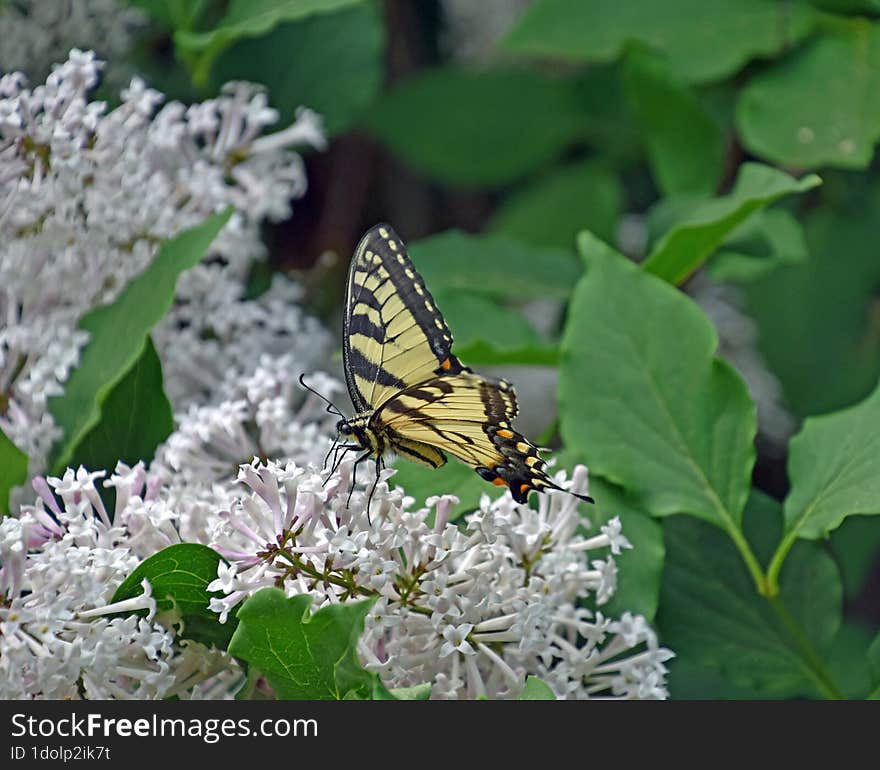 Tiger Swallowtail butterfly feeding on a Miss Kim Lilac bush