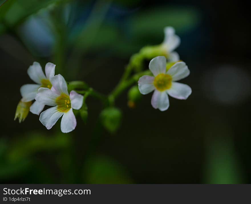 Nature Background. Nature Leaves Background. Selective Focus