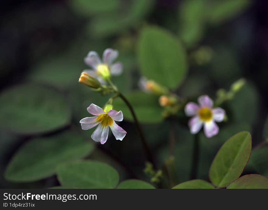 Nature Background. Nature Leaves Background. Selective Focus