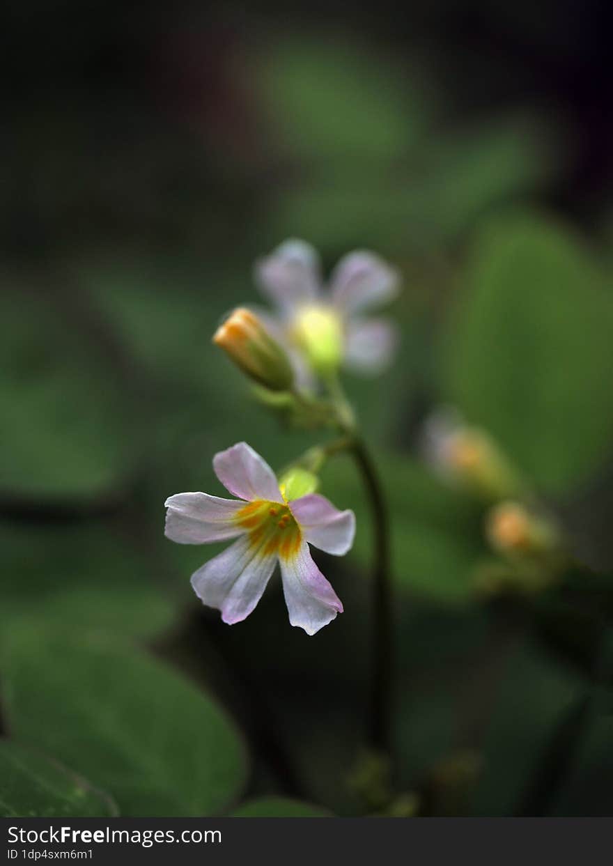 Nature background. Nature leaves background. selective focus