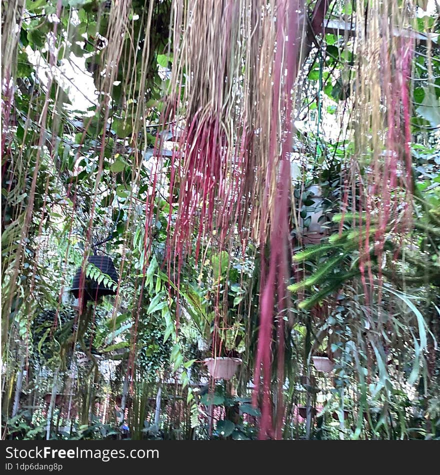 Hanging leaves very beauty plant in the little garden