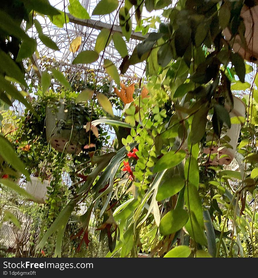 Hanging little red flowers and some many leaves