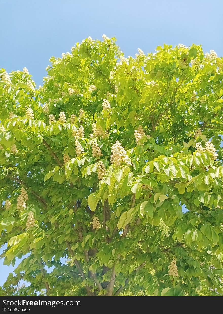 Branches Covered With Green Leaves And Inflorescences Of Aesculus Hippocastanum Against A Blue Sky