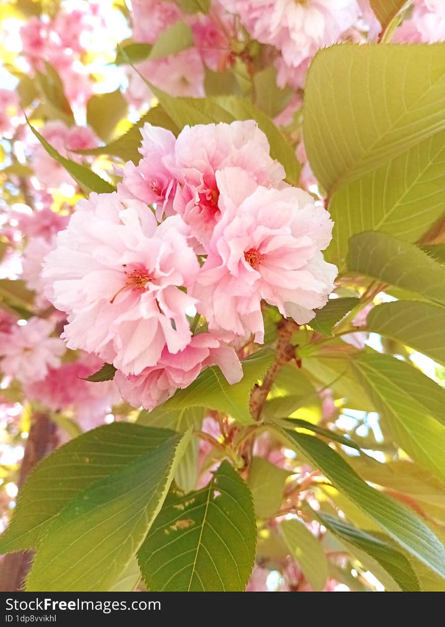 Pink Sakura Flower Petals On Branch With Green Leaves, Beautiful Decorative Tree