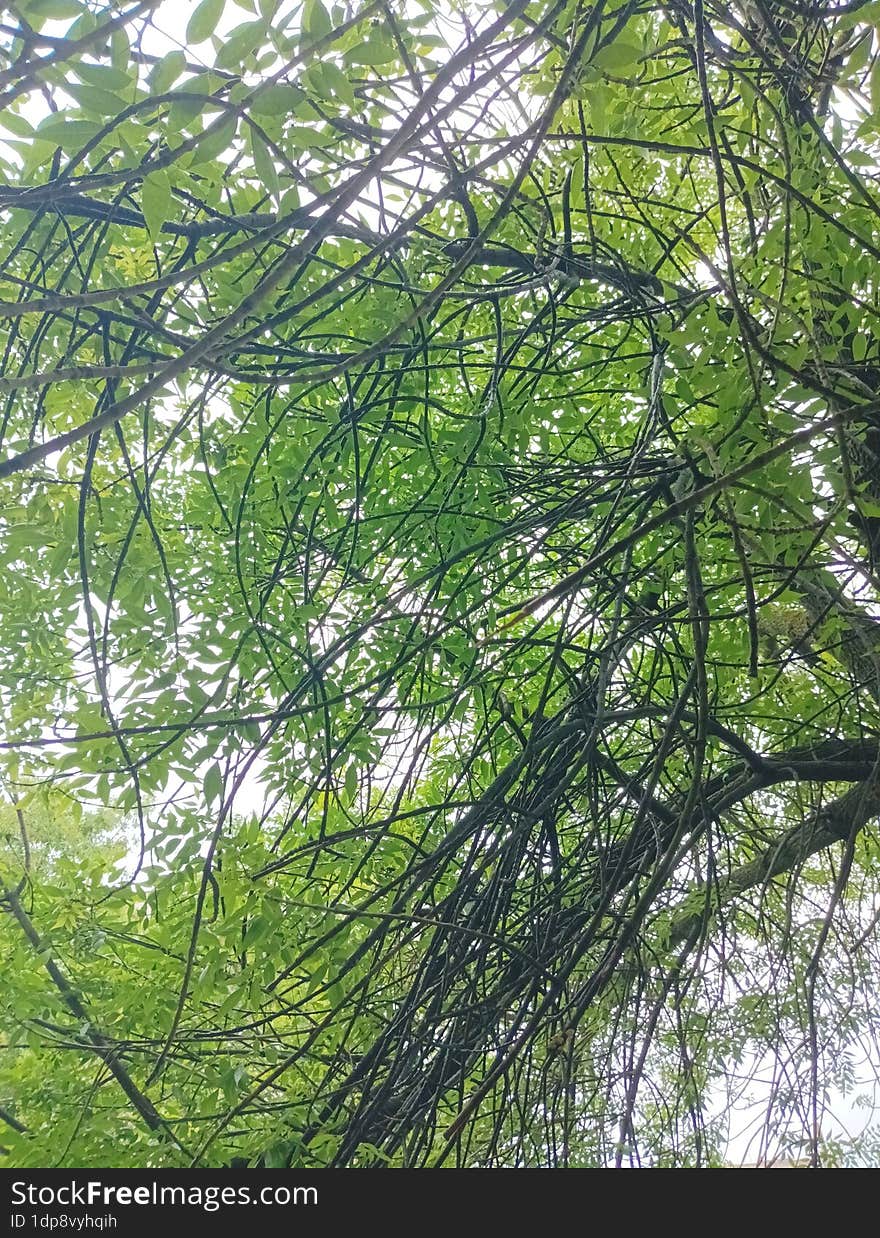 the beauty of nature, tree branches without leaves