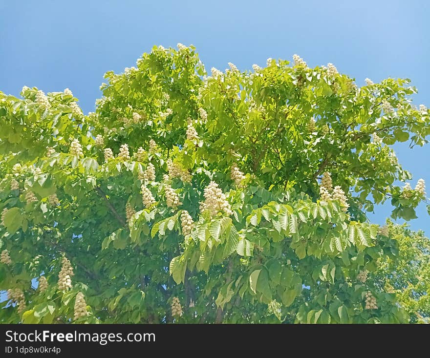 a branch with an inflorescence of Aesculus hippocastanum & x28 Aesculus hippocastanum& x29  under the warm spring sun