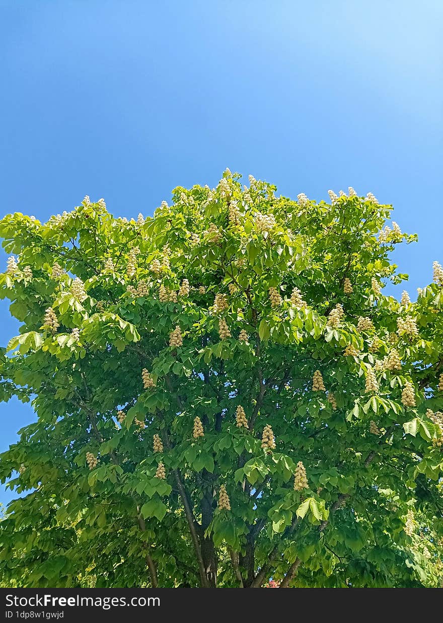 Horse Chestnut & X28 Aesculus Hippocastanum& X29  On The Background Of The Blue Sky