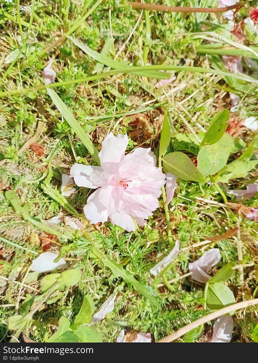 Wind-blown Japanese Cherry Blossom On The Grass