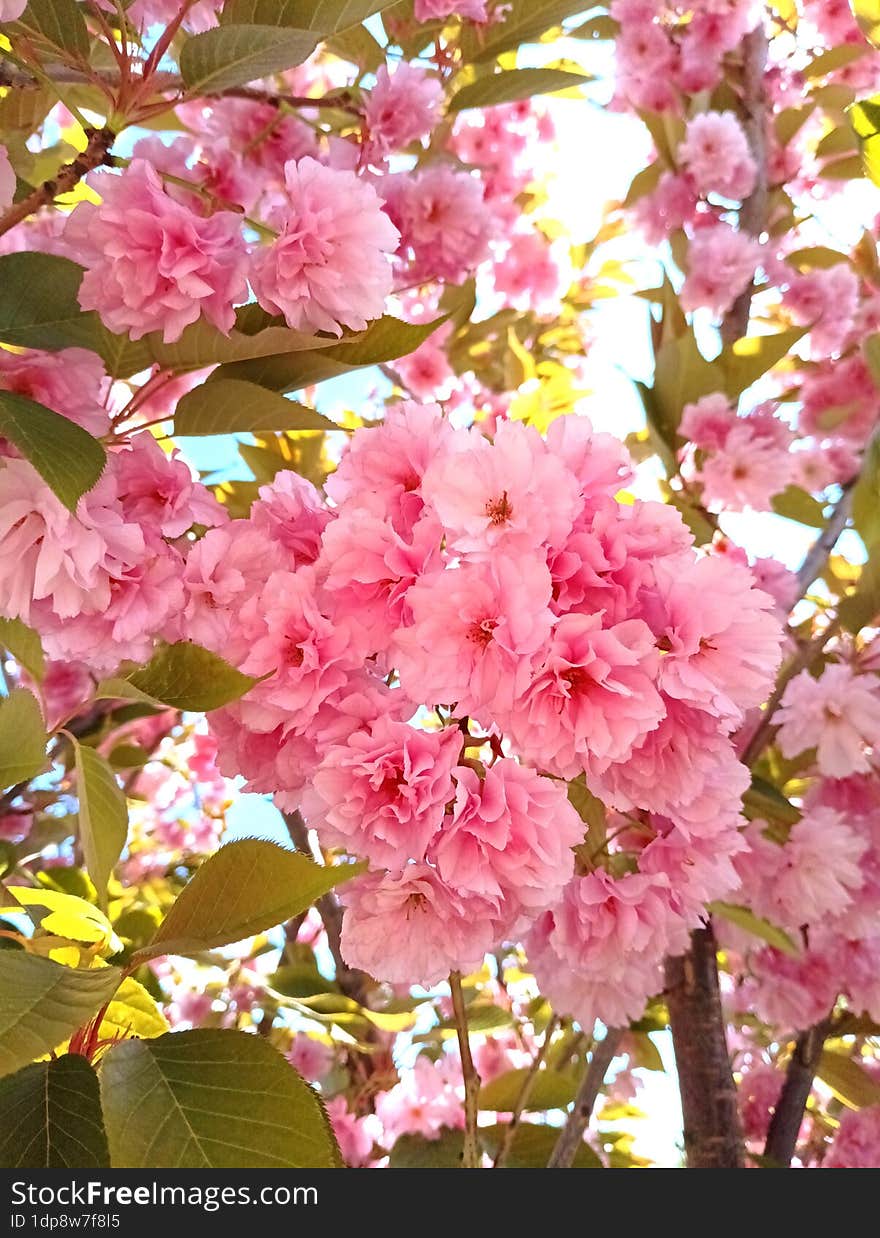 Bright Pink Japanese Cherry Blossoms Against A Blue Sky