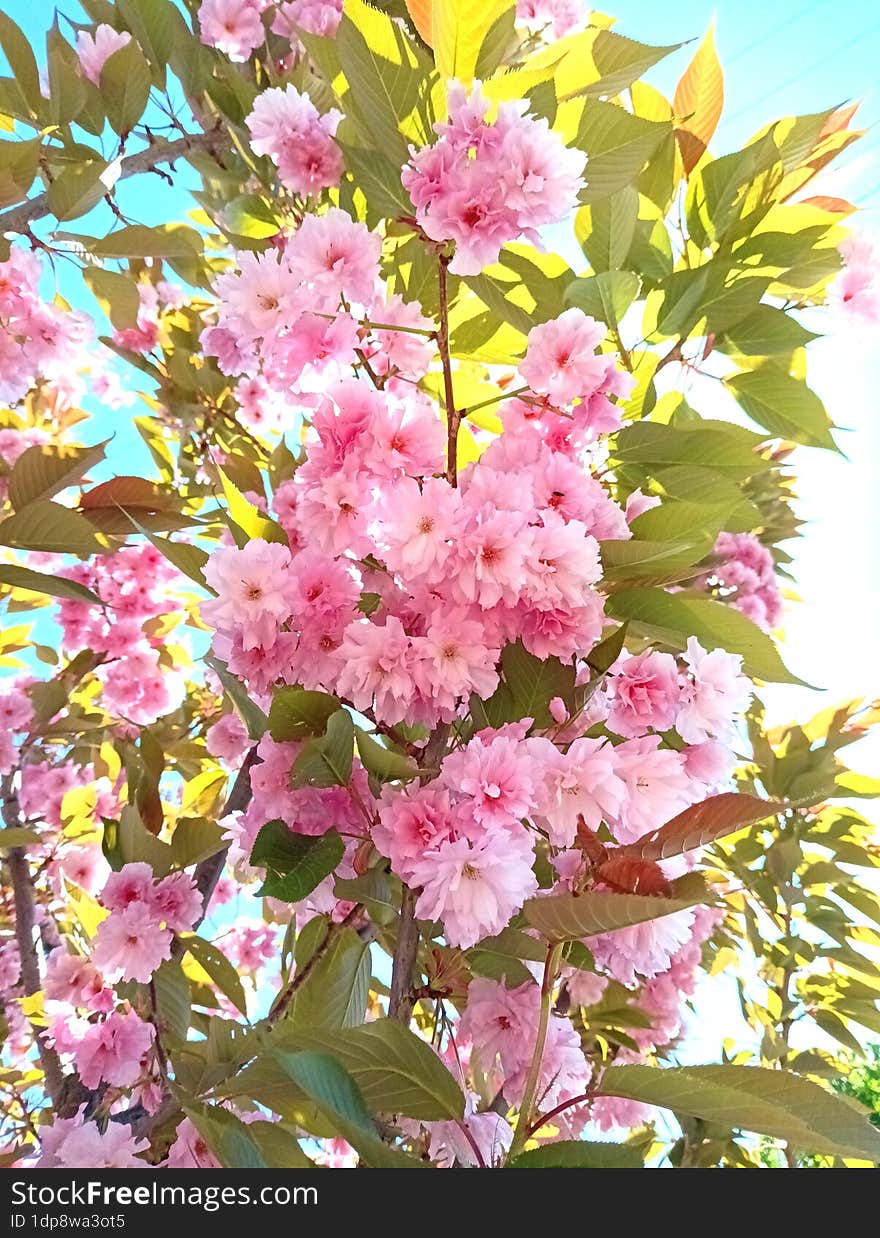 bright photos of Japanese cherry trees under the warm spring sun