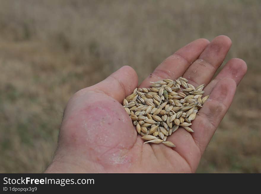 wheat grains in the hands of the working farmer in the field