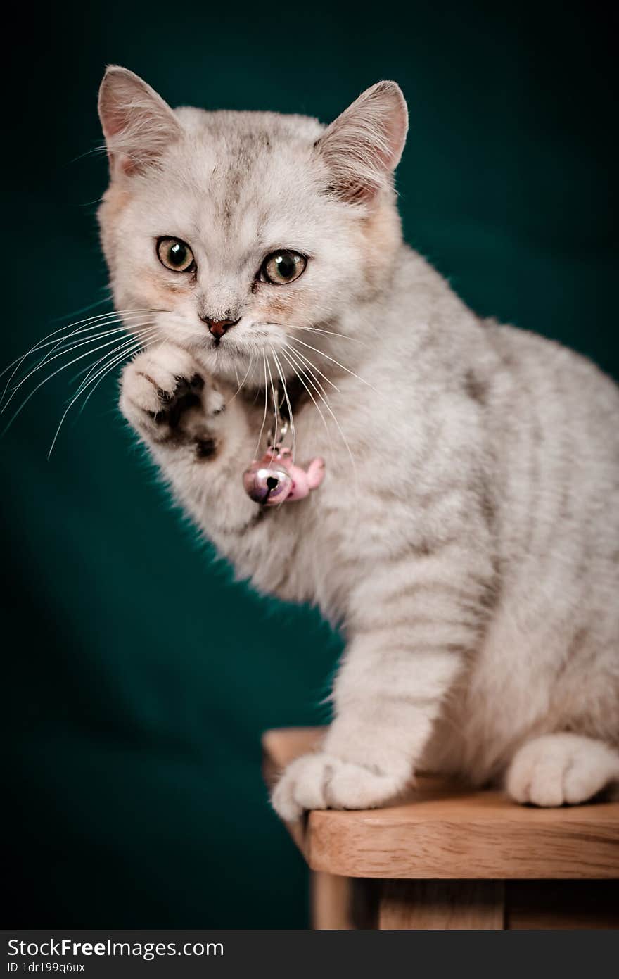 portrait photography of a small white cat raising his hand in greeting