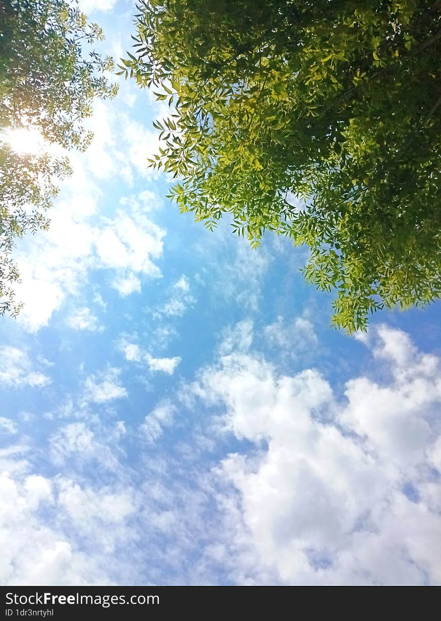 the beautiful summer sky is covered with light clouds and green crowns of trees