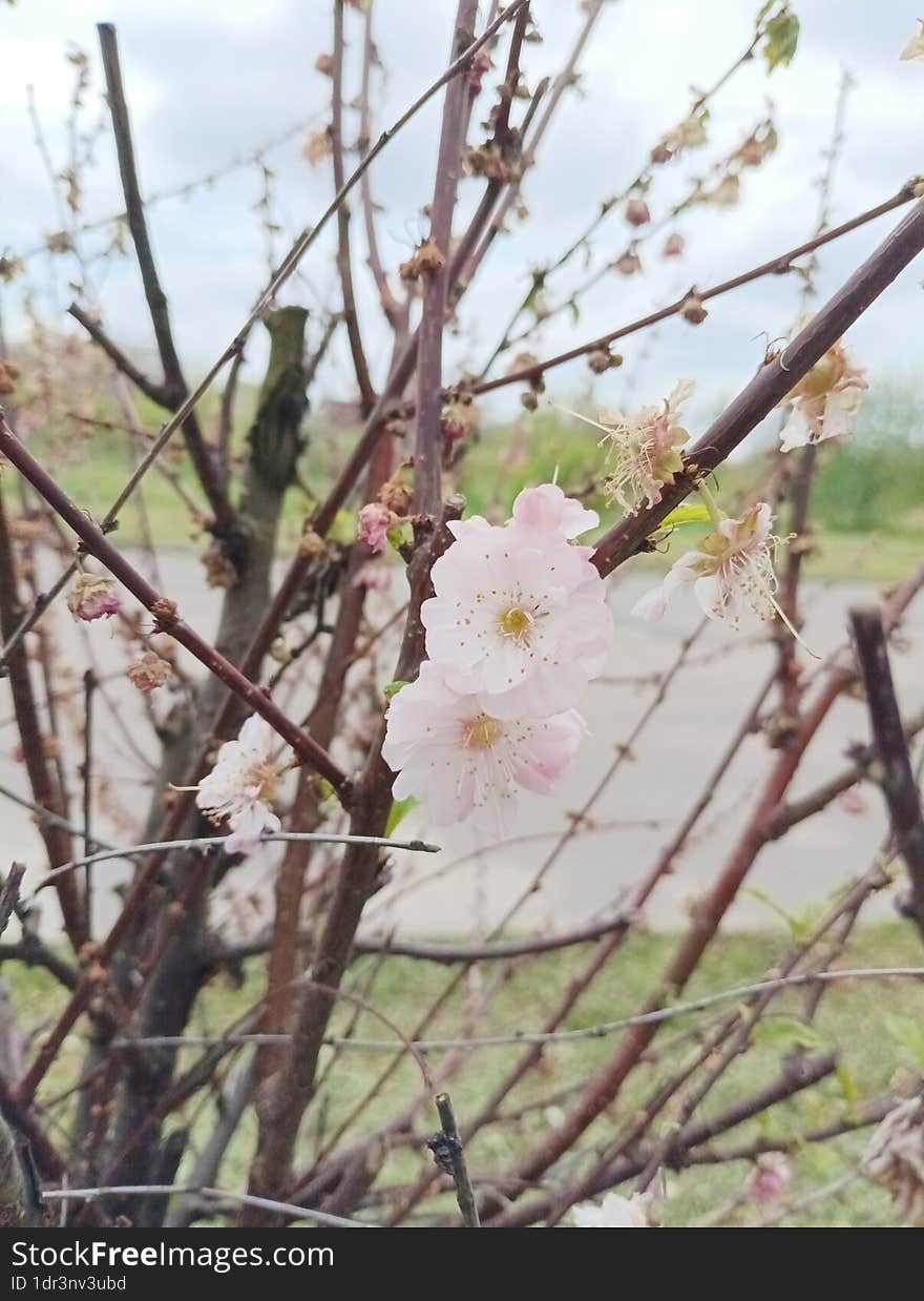 two flowers on a branch among dried flowers, beautiful spring bushes