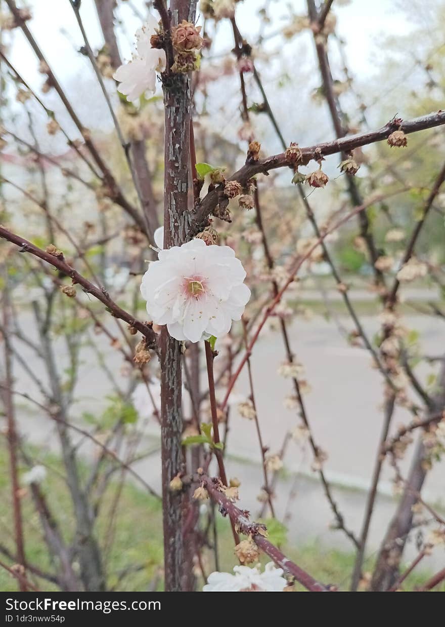 beautiful live snow-white flower on a branch with dry flowers