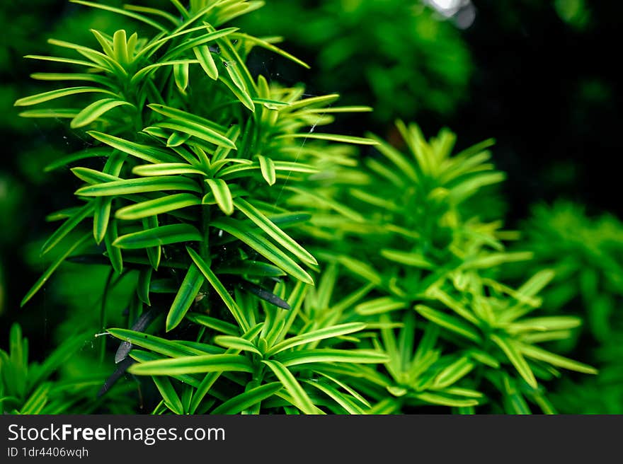 beautiful fresh green leaves natural bamboo with raindrops like background, close up