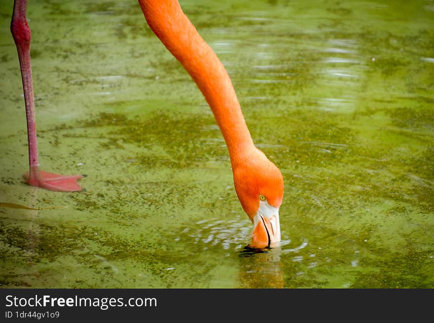 Photo Picture of Pink Animal Bird Wild Flamingo