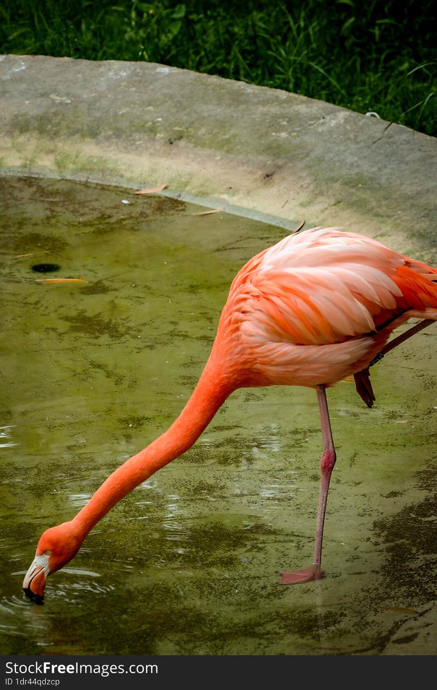 Photo Picture of Pink Animal Bird Wild Flamingo