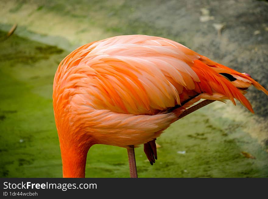 Photo Picture of Pink Animal Bird Wild Flamingo