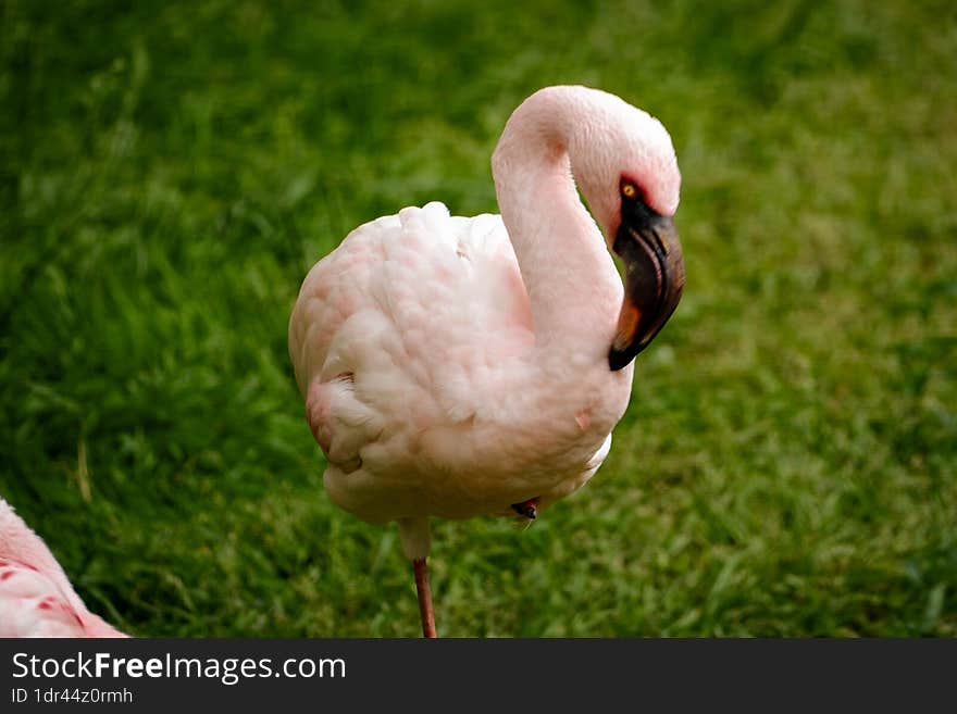 Photo Picture of Pink Animal Bird Wild Flamingo