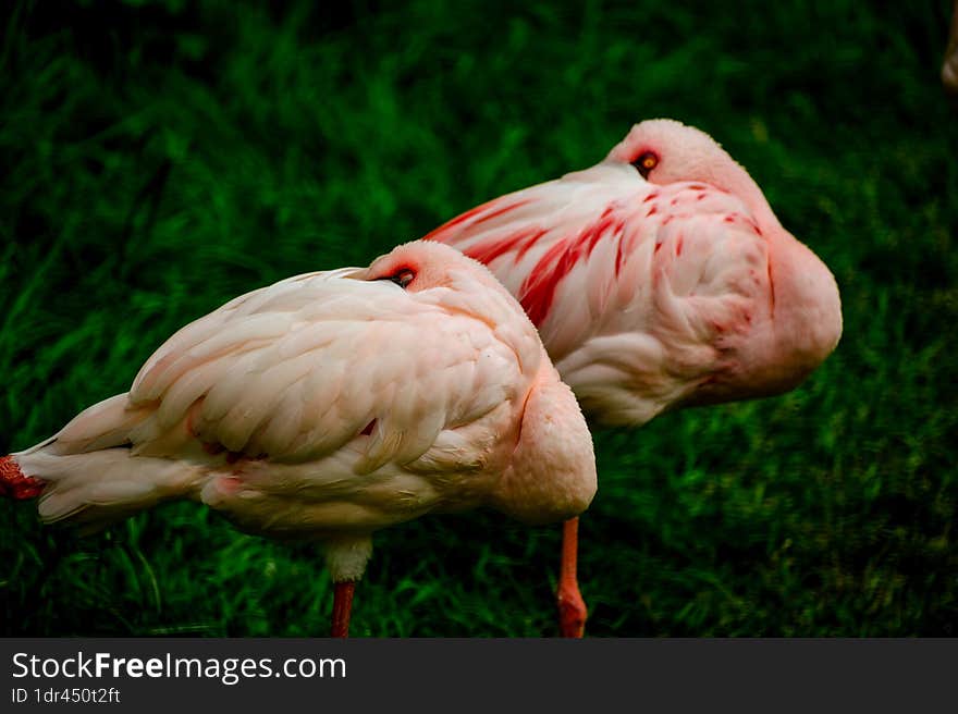 Photo Picture of Pink Animal Bird Wild Flamingo