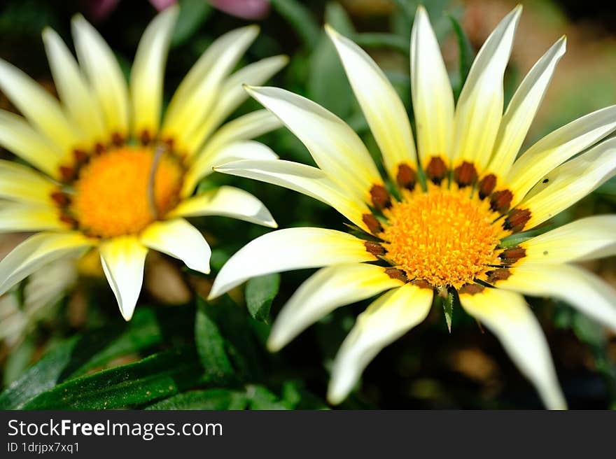 Spring Time - White Flower Macro