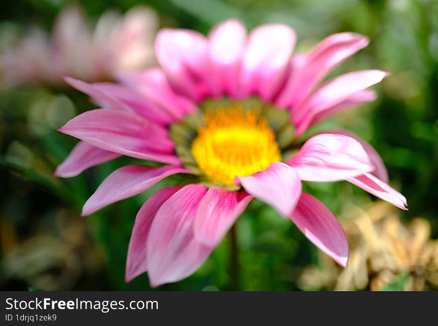 Spring Time - Pink Flower Macro