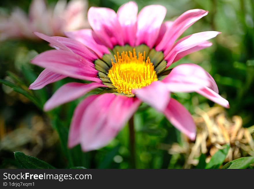 Spring Time - Pink Flower Macro