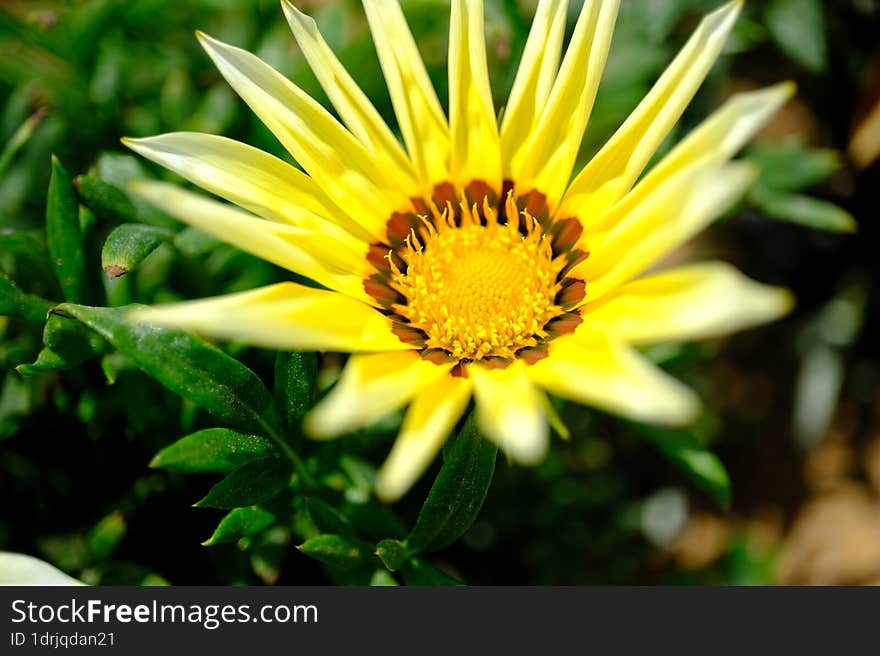 Spring Time - Yellow Flower Macro