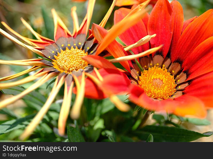 Spring Time - Orange Flower Macro