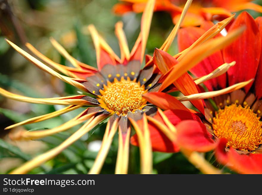 Spring Time - Orange Flower Macro