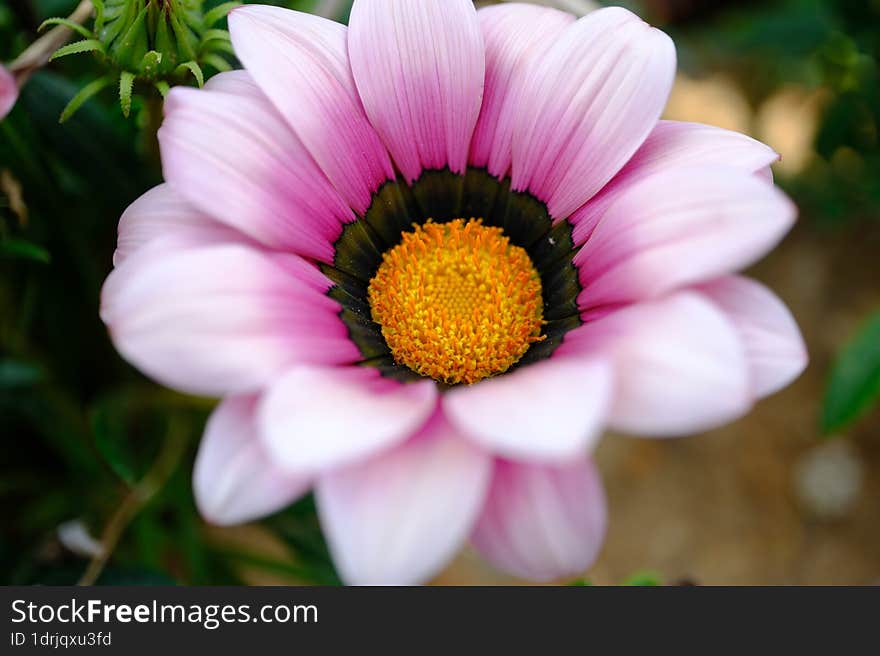 Spring Time - Pink Flower Macro