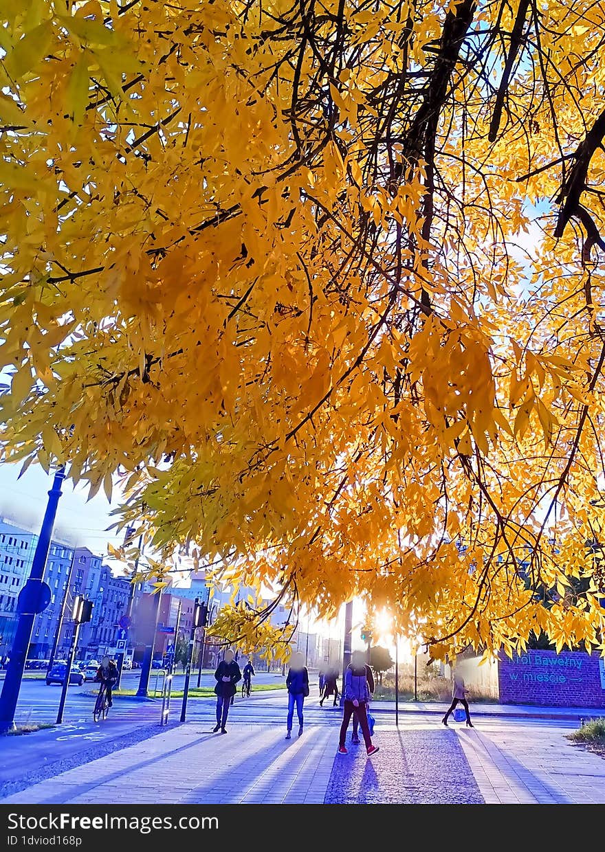 The tree crown full of golden leaves in a city street just before sunset. The tree crown full of golden leaves in a city street just before sunset