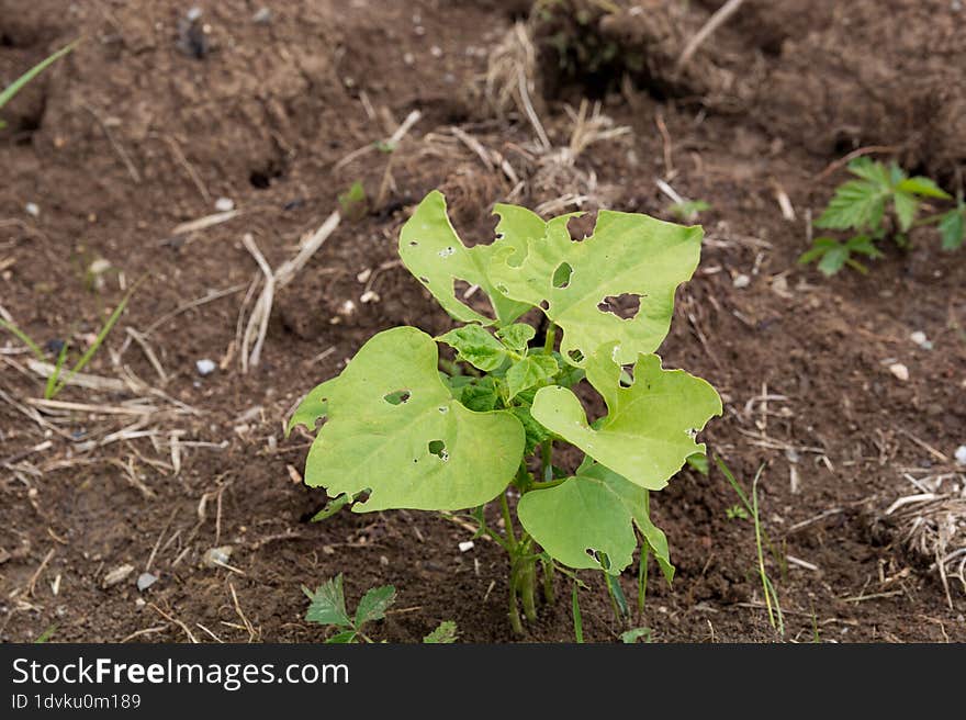 Agricultural Challenge: Close-Up of Young Bean Plant with Pest Damage