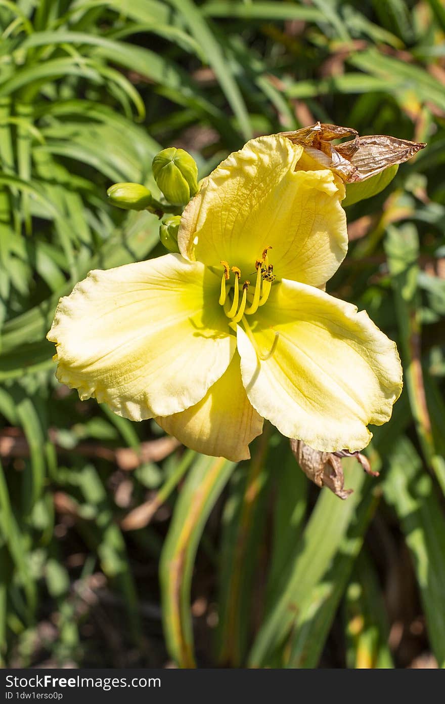 One small yellow flower blooming at the gardens in Kernersville North Carolina