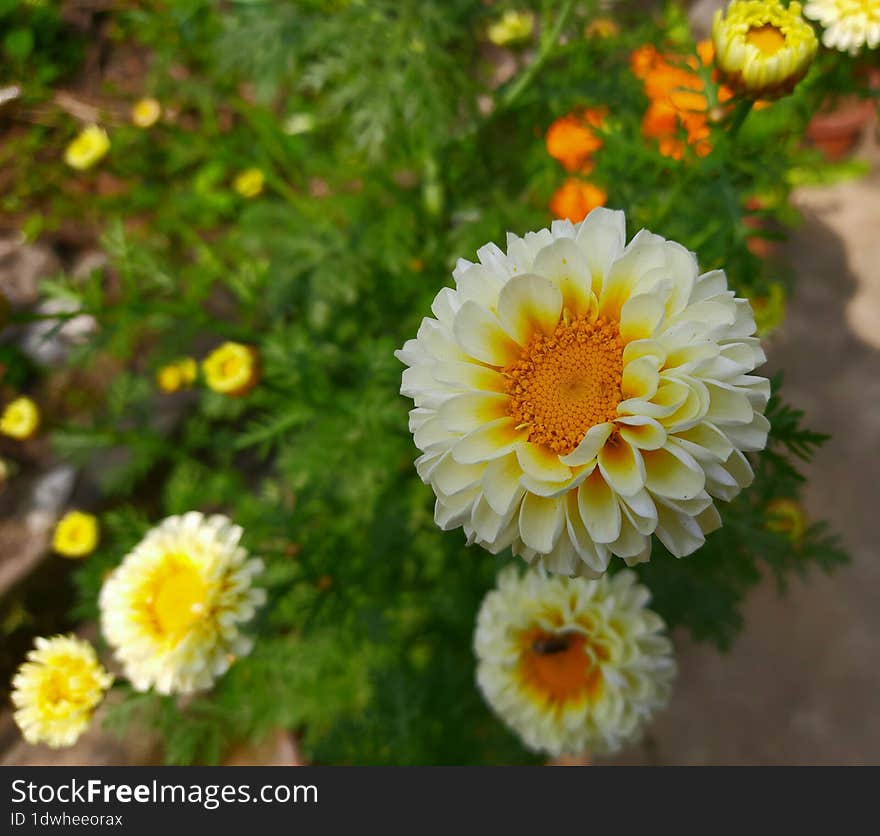 Chrysanthemum �grandiflorum flower Plant in home