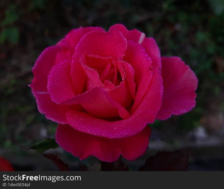 Garden roses in a home garden