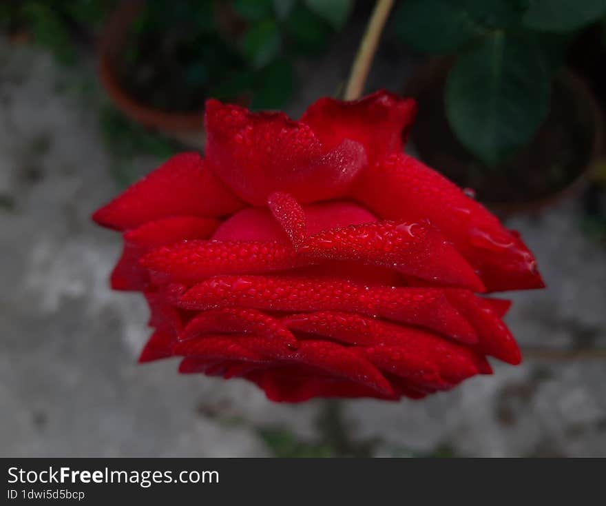 Garden roses in a home garden