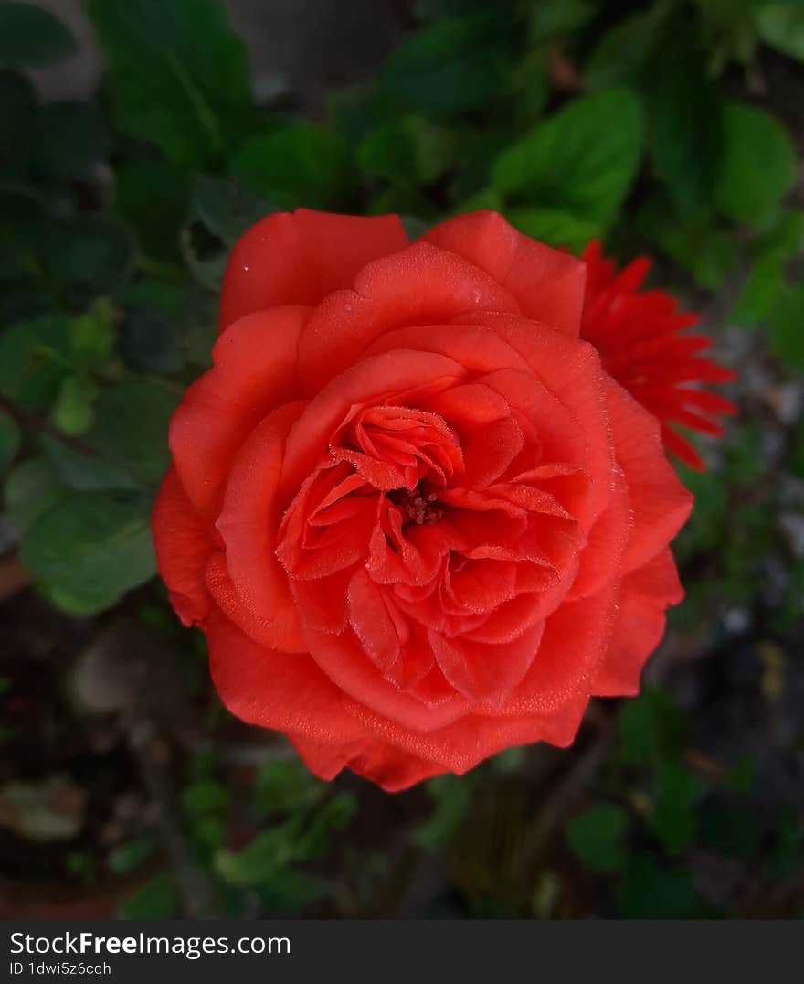 Garden roses of a home screen