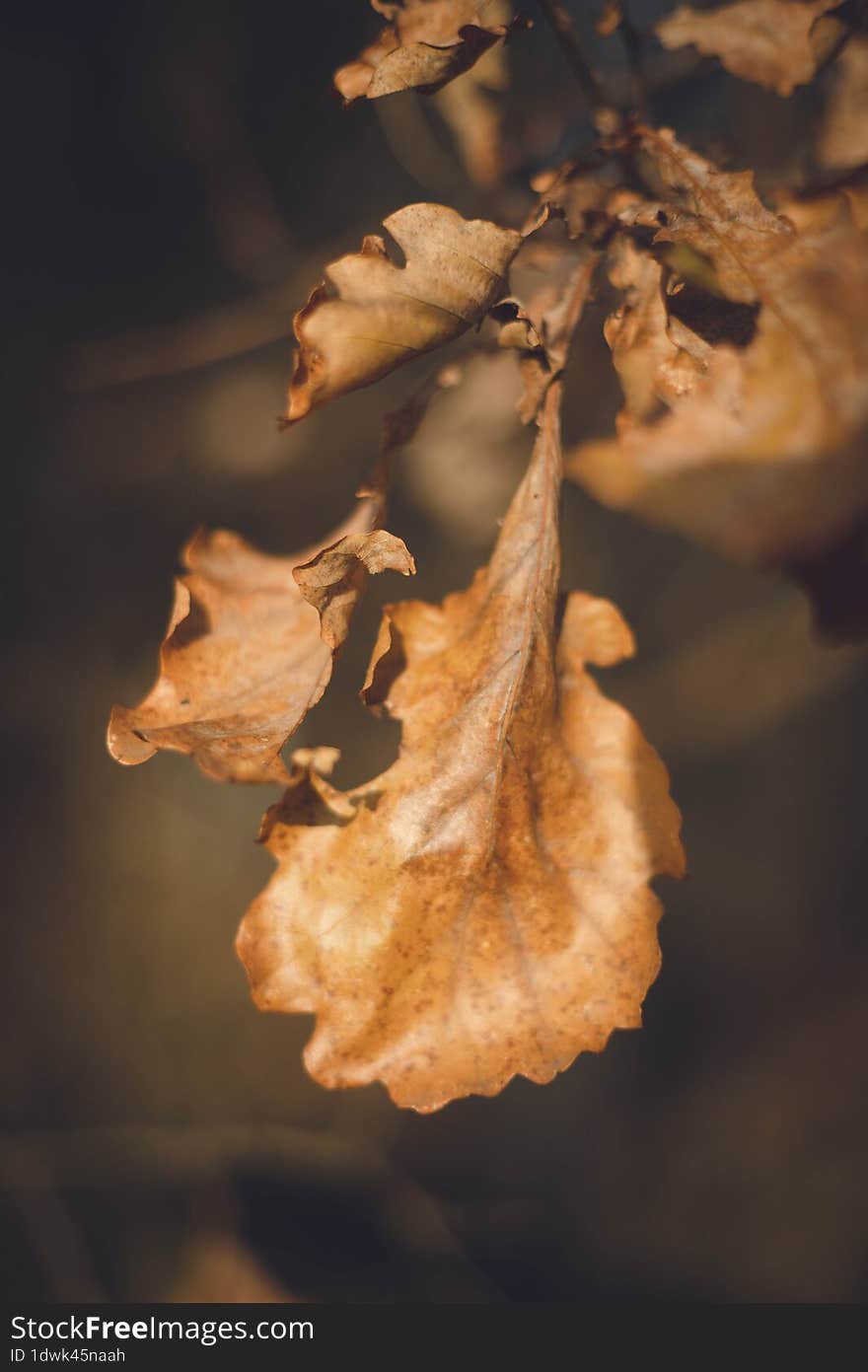 Yellowed Autumn Dry Leaves // Vertical Photo