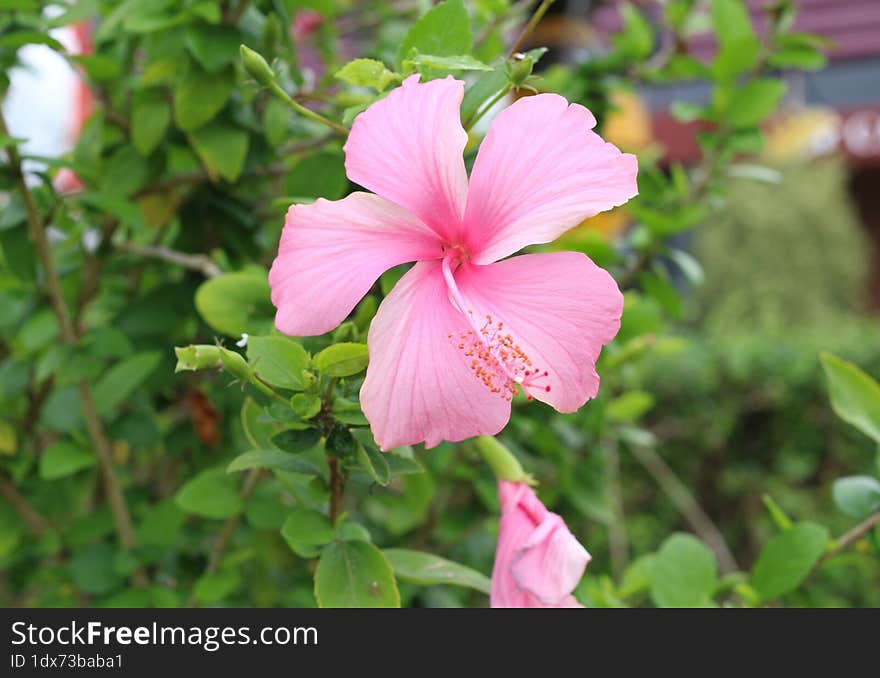 flower of hibiscus and green leave background