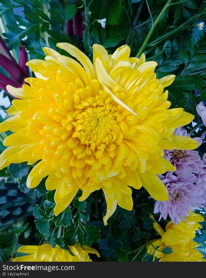 A yellow chrysanthemum with leaves