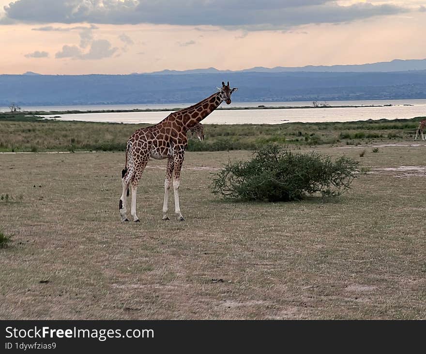 Giraffe Near The NIle River In Uganda